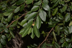 Breynia oblongifolia