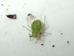 Microlophium carnosum