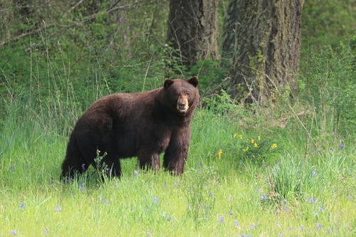 American Black Bear photographed in Washington