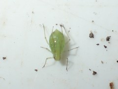 Microlophium carnosum