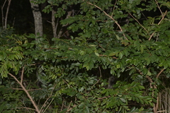 Breynia oblongifolia