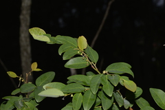 Breynia oblongifolia