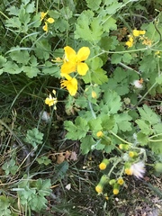 Chelidonium