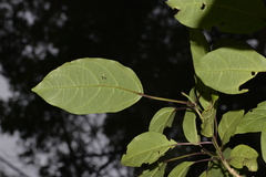 Clerodendrum floribundum