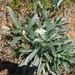 Oreocarya suffruticosa - Photo (c) ellen hildebrandt, algunos derechos reservados (CC BY-NC), uploaded by ellen hildebrandt