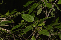 Clerodendrum floribundum