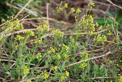 Draba nemorosa