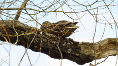 Anas platyrhynchos