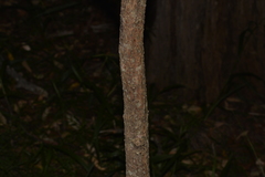 Clerodendrum floribundum