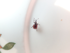 Tatianaerhynchites aequatus