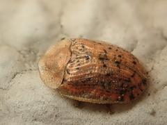 Cassida nebulosa