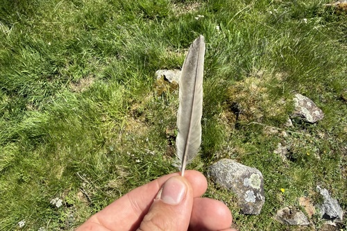 Plume de Grive draine