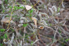 Salix
