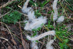 Salix