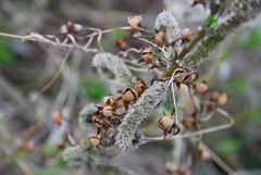Salix