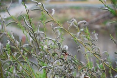 Salix