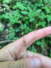 Carex radiata, photograph (c) Sam Turner, some rights reserved (CC BY)