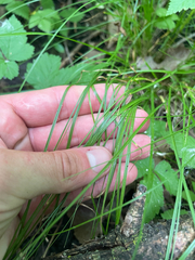 Carex radiata, photograph (c) Sam Turner, some rights reserved (CC BY)