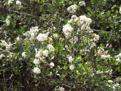 Ceanothus buxifolius