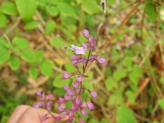 Ocimum labiatum