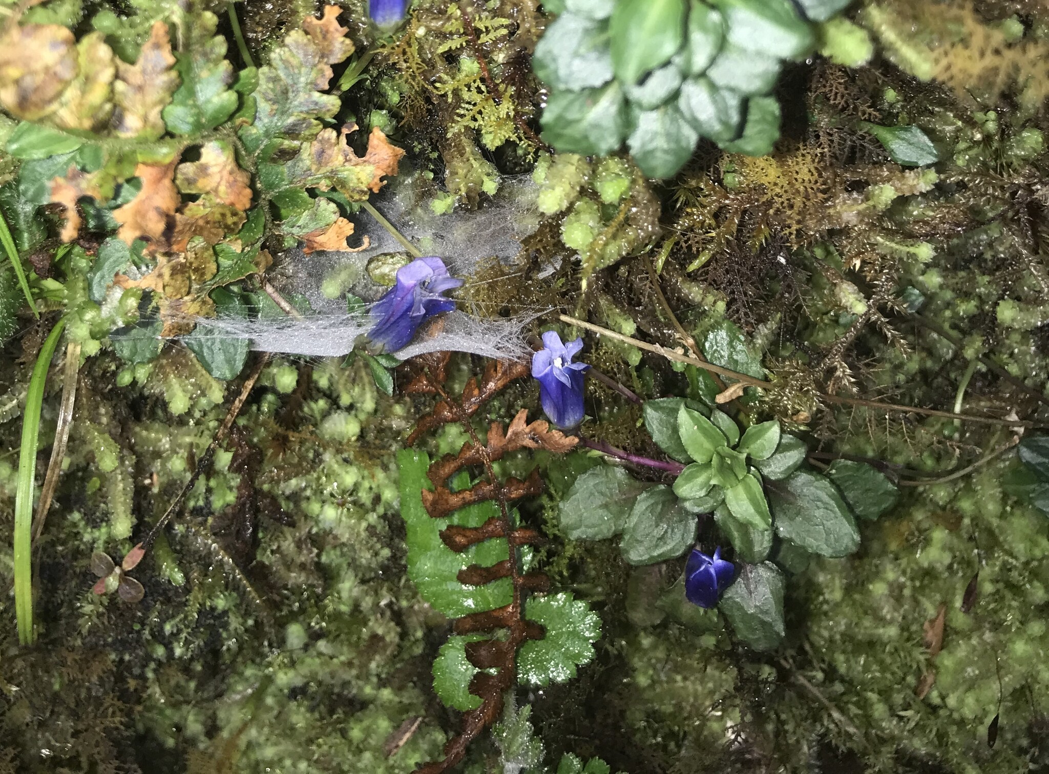 Gentiana lowryi — ảnh 2
