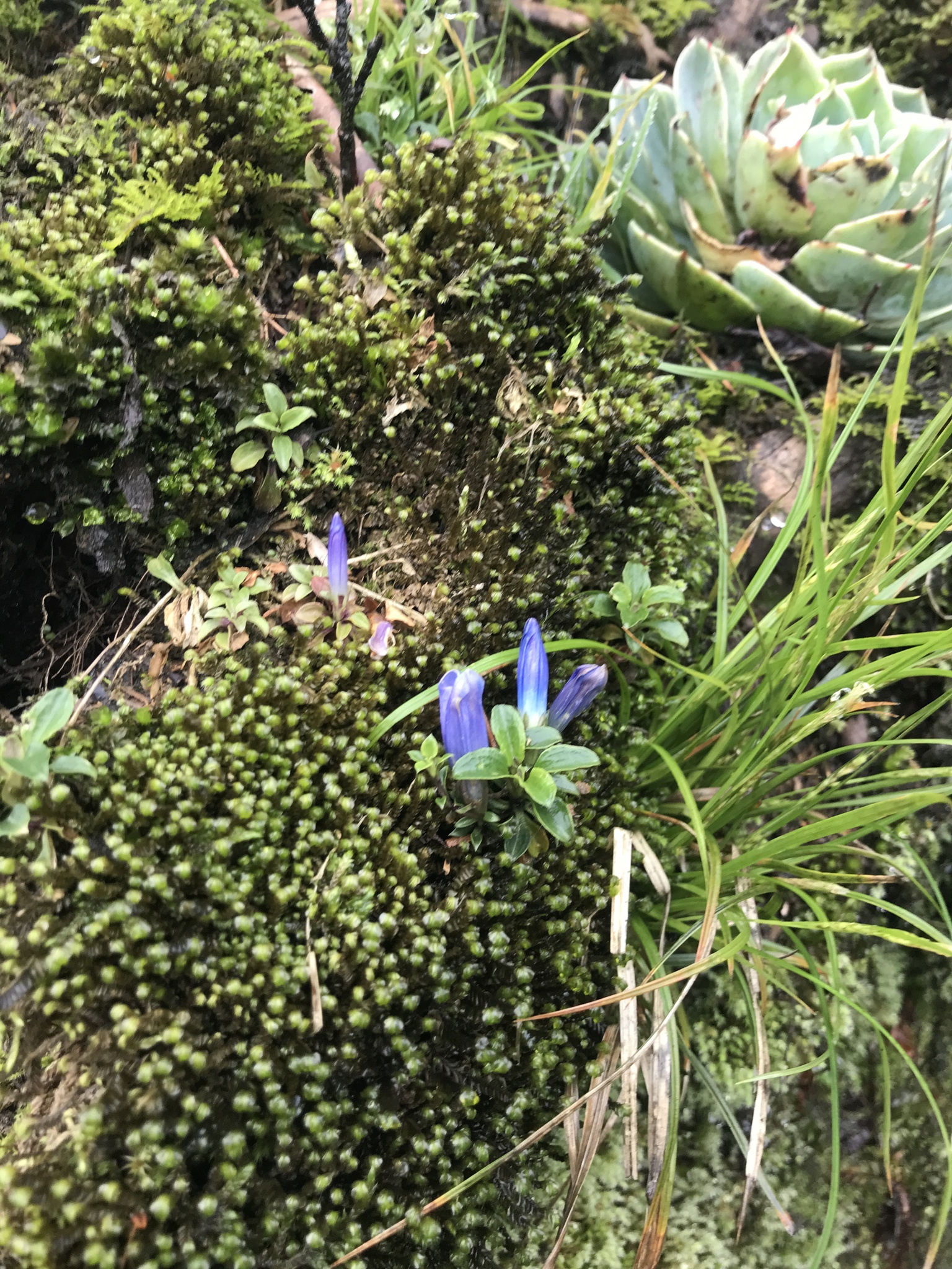 Gentiana lowryi — ảnh 3