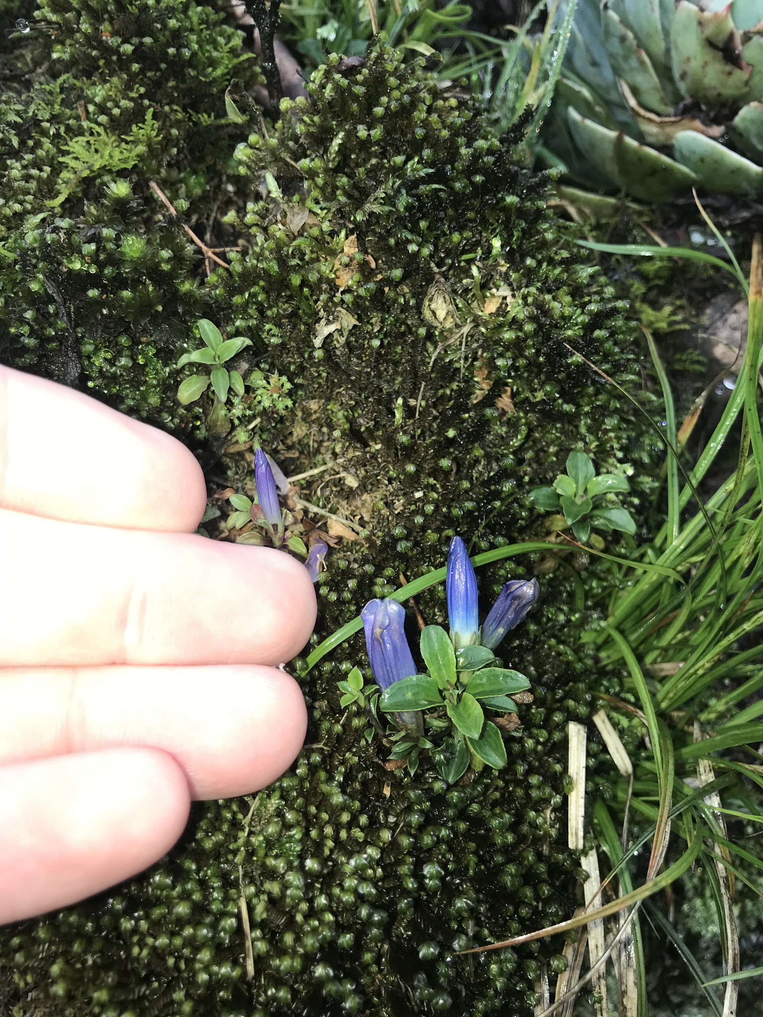 Gentiana lowryi (Gentiana lowryi)