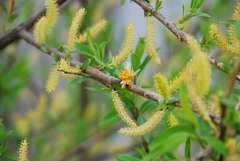 Salix pierotii
