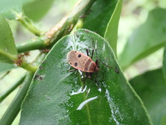 Physopelta quadriguttata