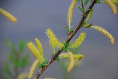 Salix pierotii