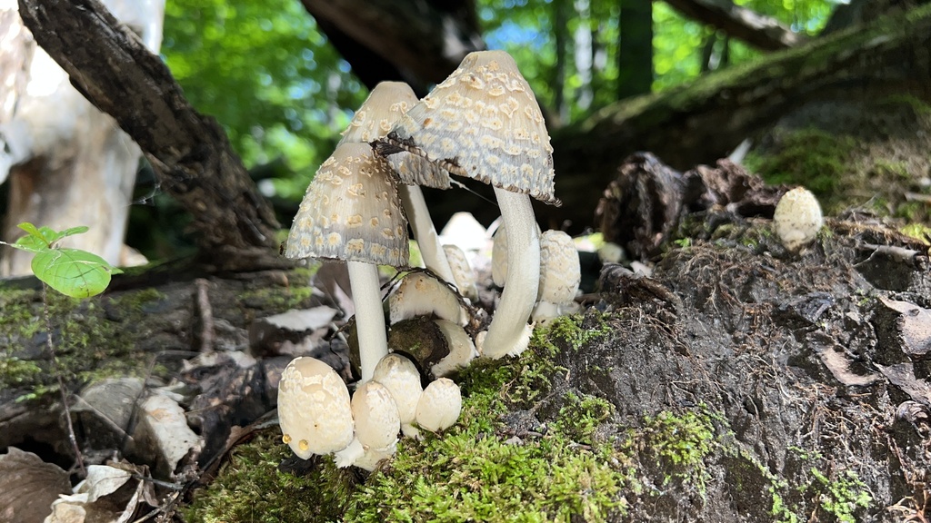 scaly ink cap · July 2026 · photo: Photo: (c) Keith Seifert, some rights reserved (CC BY-SA) · iNaturalist