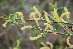 Salix pierotii