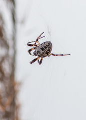 Larinioides suspicax