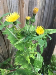 Sonchus oleraceus