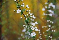 Spiraea prunifolia