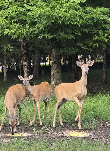 White-tailed Deer