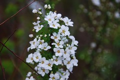 Spiraea prunifolia