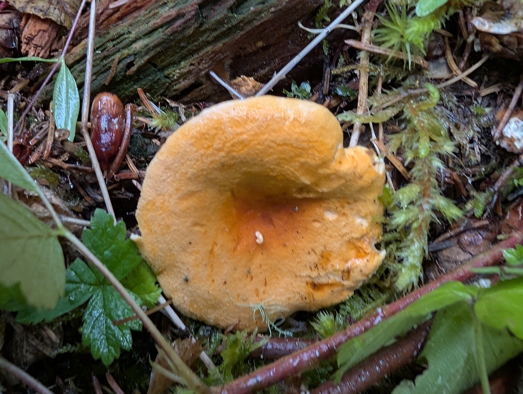 False Chanterelle · July 2026 · photo: Photo: (c) Megan Dark, some rights reserved (CC BY) · iNaturalist