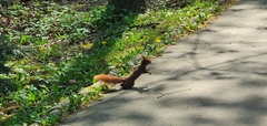 Sciurus vulgaris