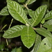 Psychotria loniceroides - Photo 由 Nick Lambert 所上傳的 (c) Nick Lambert，保留部份權利CC BY-NC-SA