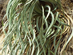 Dasylirion berlandieri