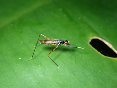 Nerioidea