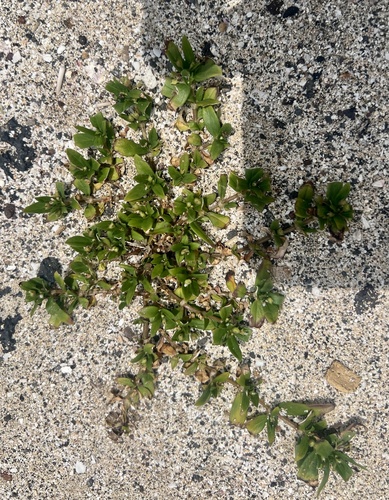Richardia scabra, photograph 6