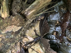Dolomedes raptor