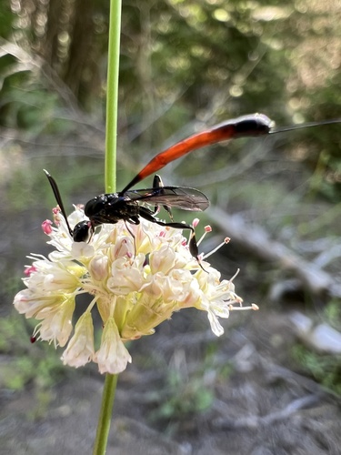 iNaturalist observation photo of Narrow-waisted Wasps, Ants, and Bees