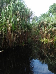 Pandanus helicopus