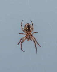 Larinioides suspicax