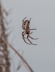 Larinioides suspicax