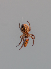 Larinioides suspicax