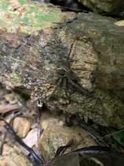 Dolomedes raptor